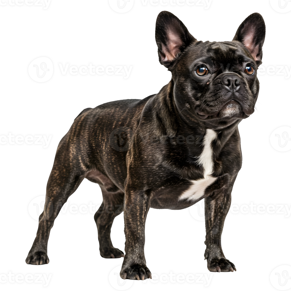 Magnificent Brindle French Bulldog Dog Portrait in Studio png