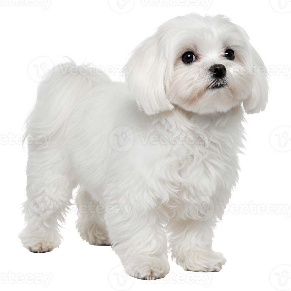 Adorable Maltese Puppy, a Fluffy Cloud of Canine Charm png