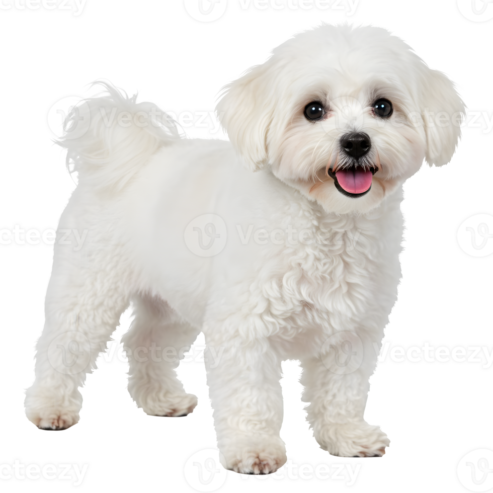 Adorable White Maltese Puppy Standing Happily png
