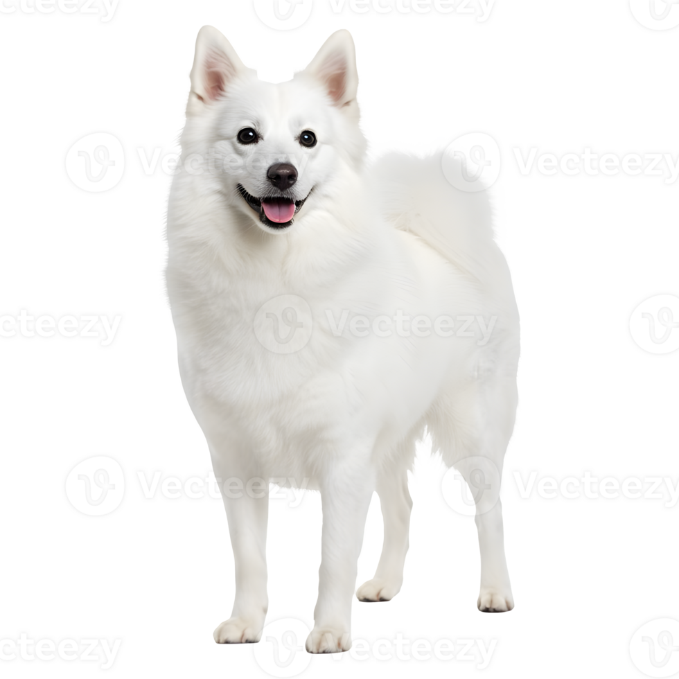 A Portrait of an Adorable White Finnish Spitz Dog png