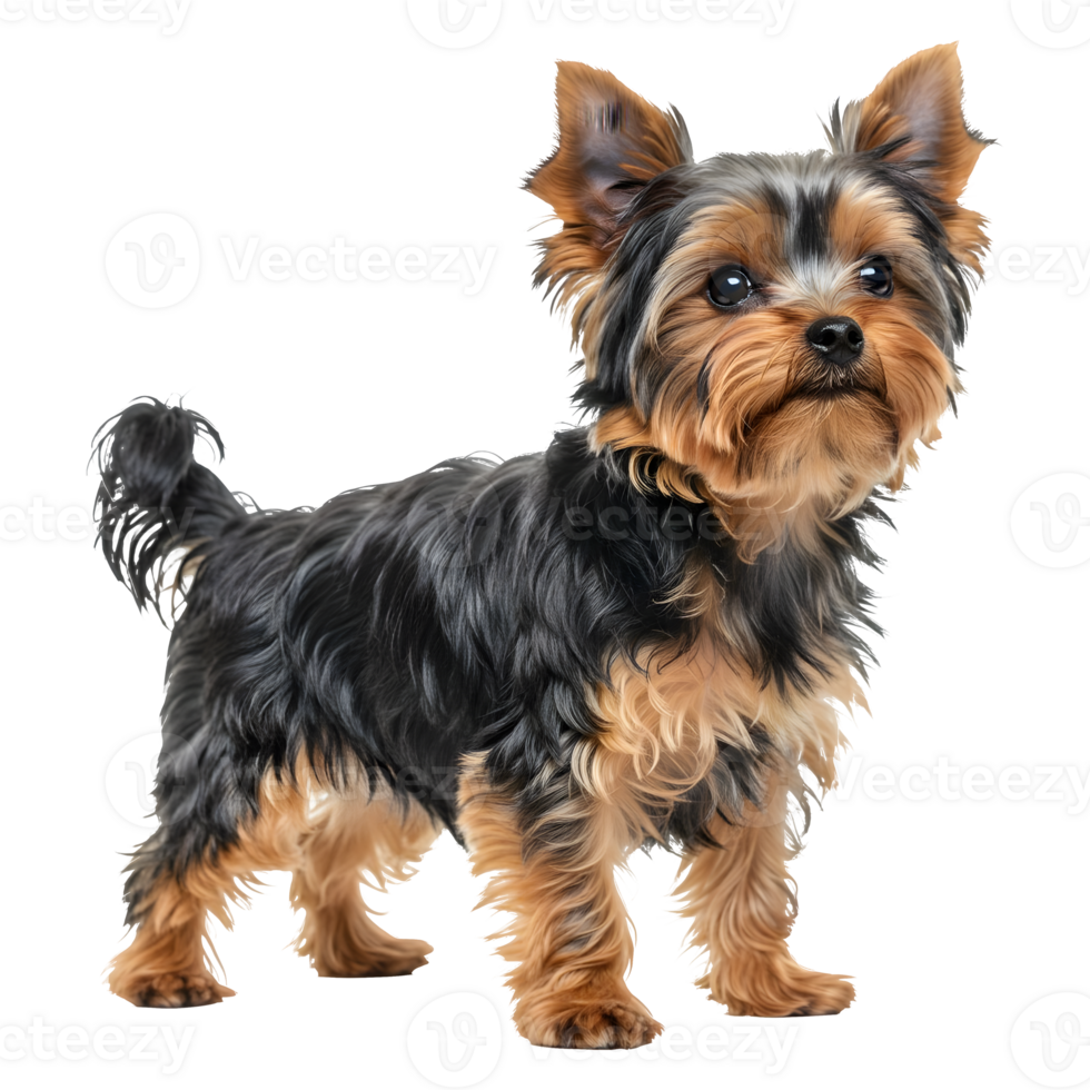Adorable Yorkshire Terrier Puppy Posing Gracefully png