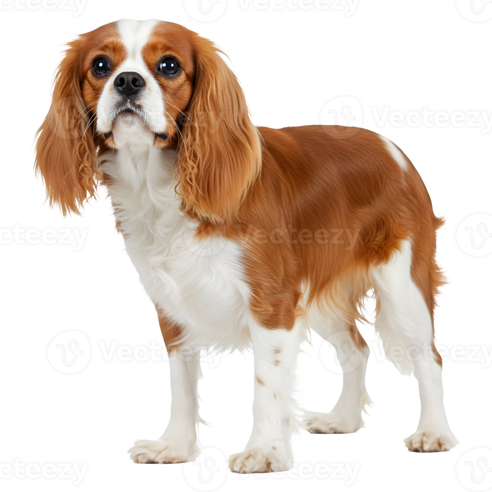 Adorable Cavalier King Charles Spaniel Dog Portrait png