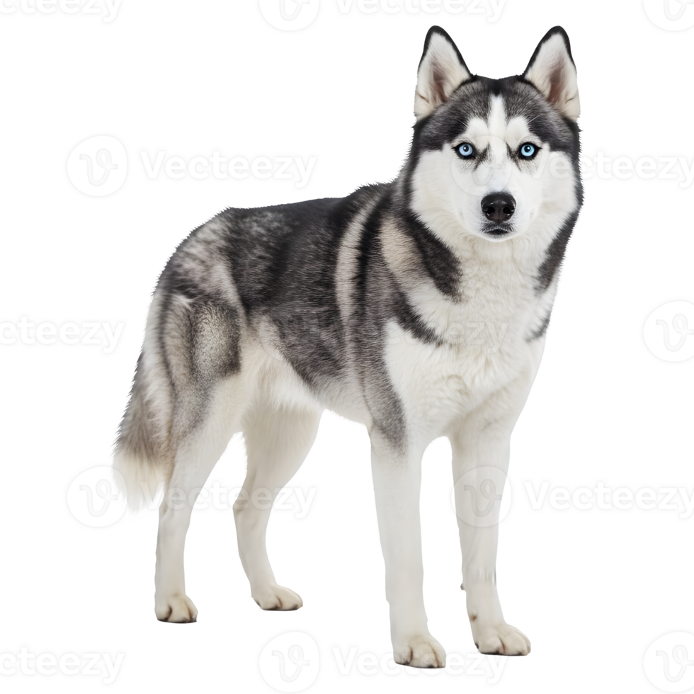 Magnificent Siberian Husky Dog Breed Portrait png