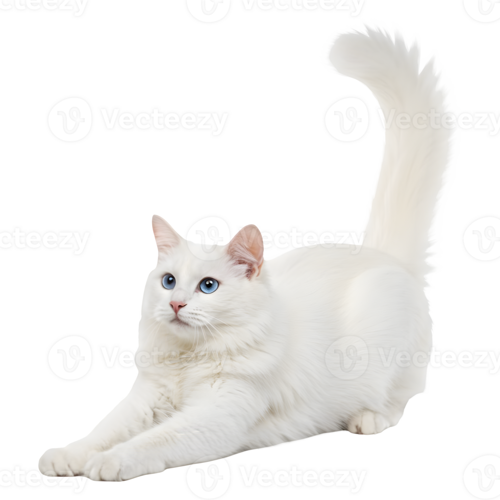 A Majestic White Longhair Cat Gracefully Stretching. png