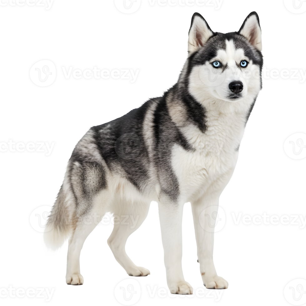 Majestic Siberian Husky Dog Breed Portrait, Striking Pose and Blue Eyes png