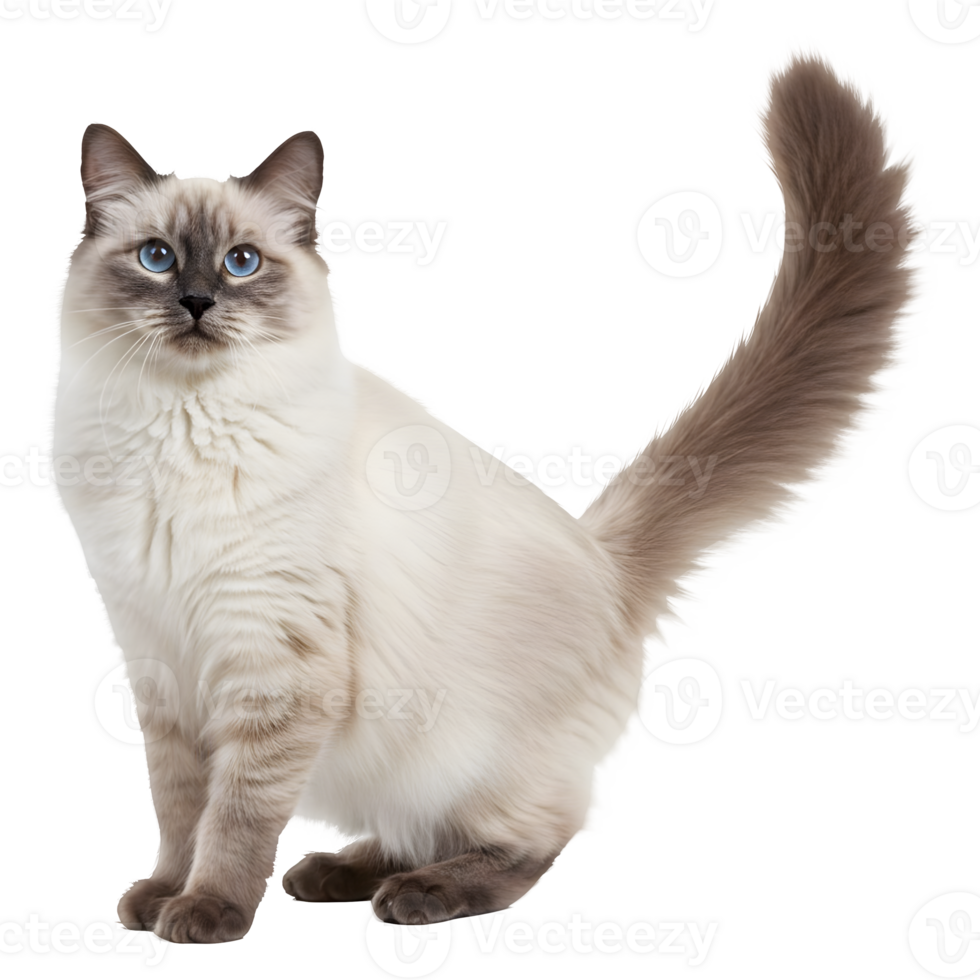 Elegant Ragdoll Cat with Striking Blue Eyes and Luxurious Long Tail png
