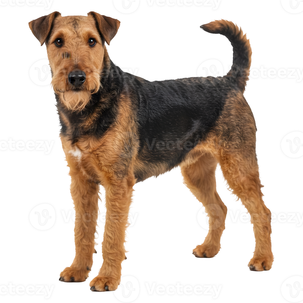 Airy-haired Airedale Terrier Dog Breed Portrait Standing png