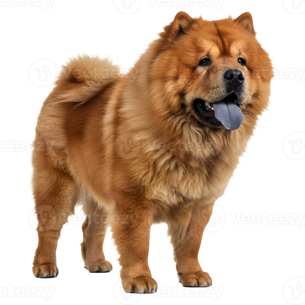 Majestic Red Chow Chow Dog with Blue Tongue Standing png