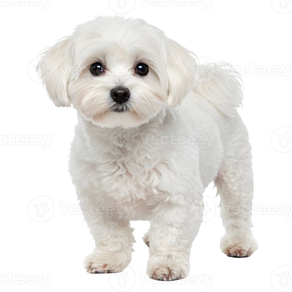 Adorable White Maltese Puppy Standing Posing for a Photo png