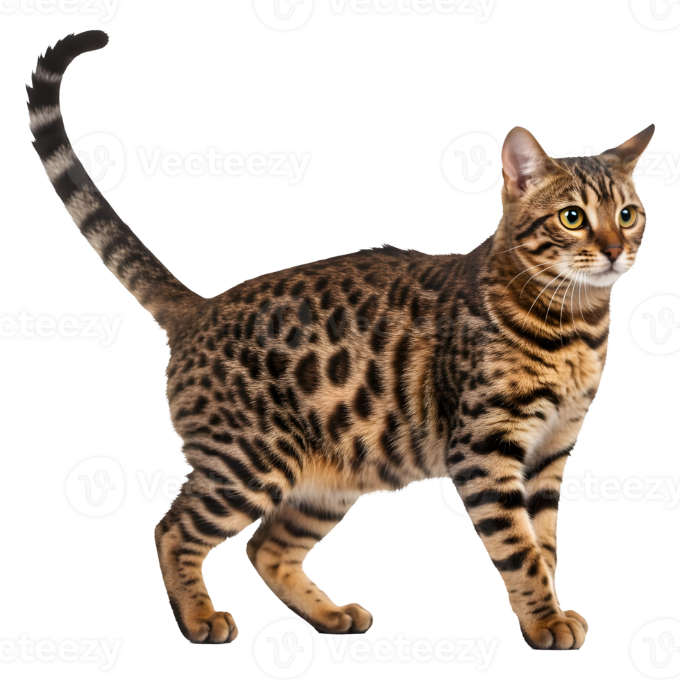 Magnificent Bengal Cat with Striking Rosette Pattern and Elegant Pose png