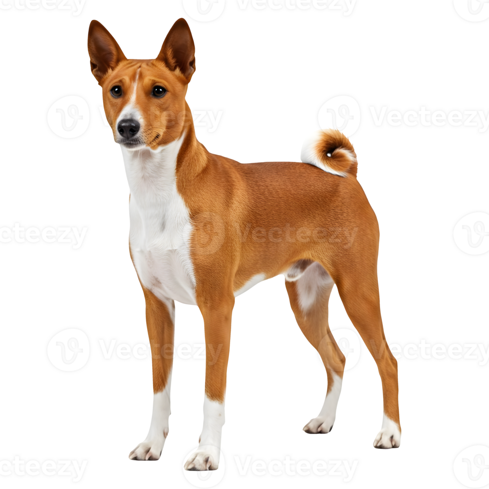 Magnificent Basenji Dog Breed A Stunning Portrait of Elegance and Athleticism png
