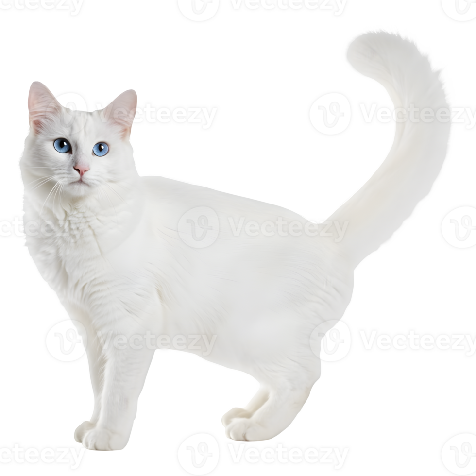 A Majestic White Cat with Striking Blue Eyes, Graceful Posture, and a Luxurious Long Tail png