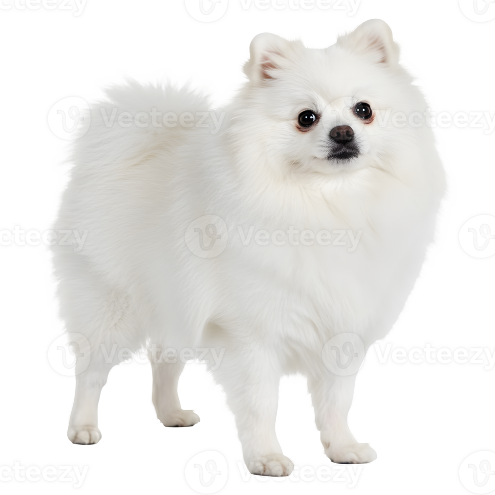 The Exquisite Allure of a Purebred White Pomeranian Dog png