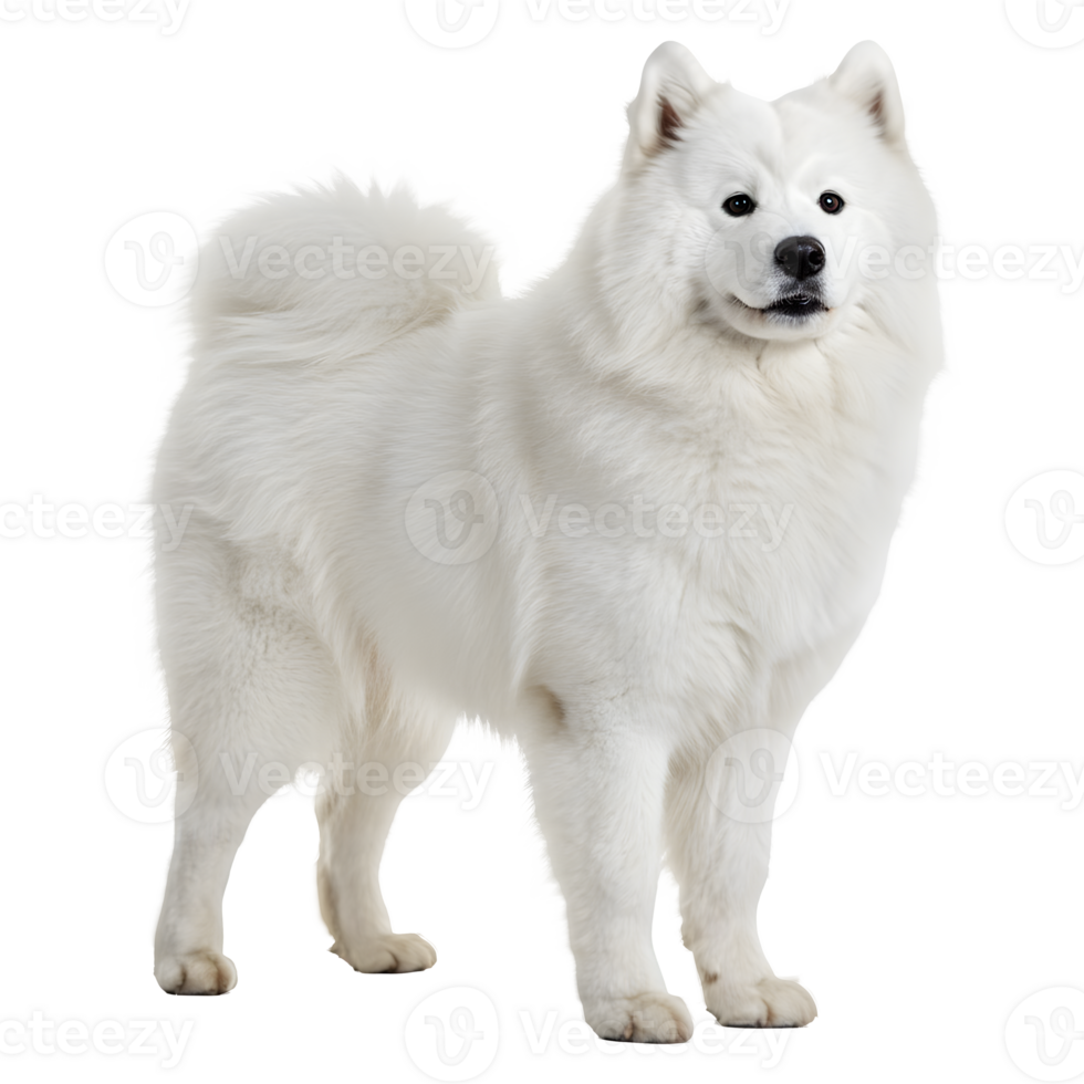 Majestic White Samoyed Dog Standing Proudly, a Symbol of Arctic Beauty png
