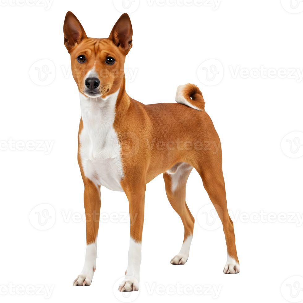 Magnificent Basenji Dog Breed Portrait, Striking Pose and Unique Appearance png
