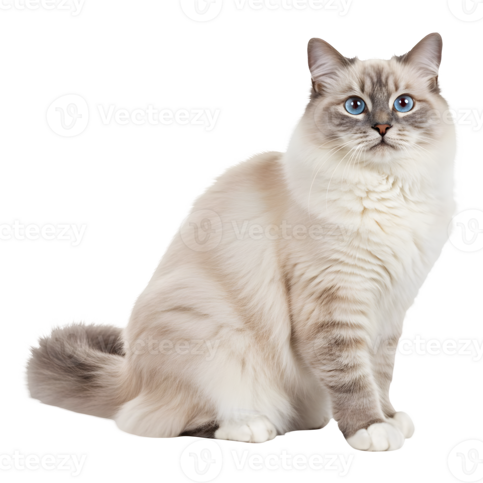 Elegant Ragdoll Cat with Striking Blue Eyes, Luxurious Fur, and Graceful Posture png