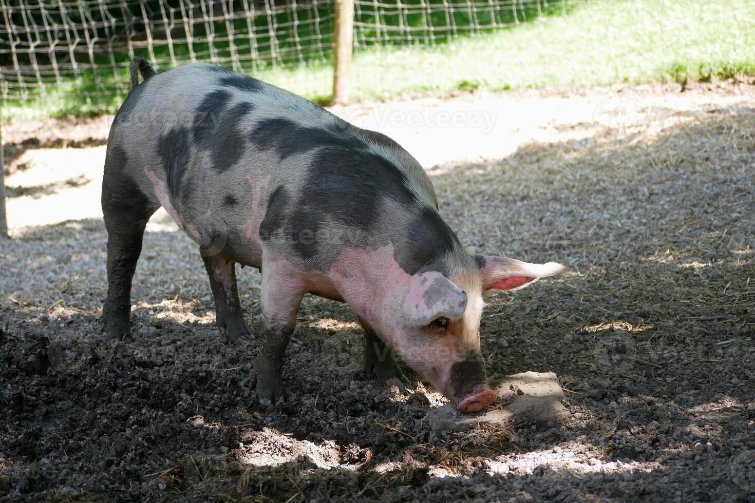 A farm pig digs by nose into a mud puddle photo