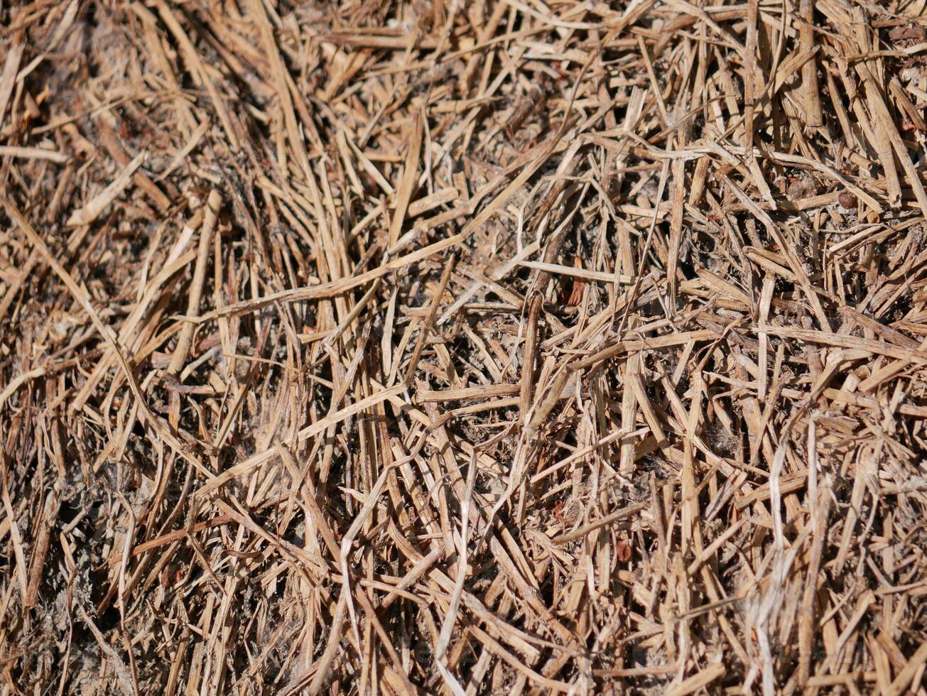 Mown grass for hay making to feed farm animals. Abstract background photo