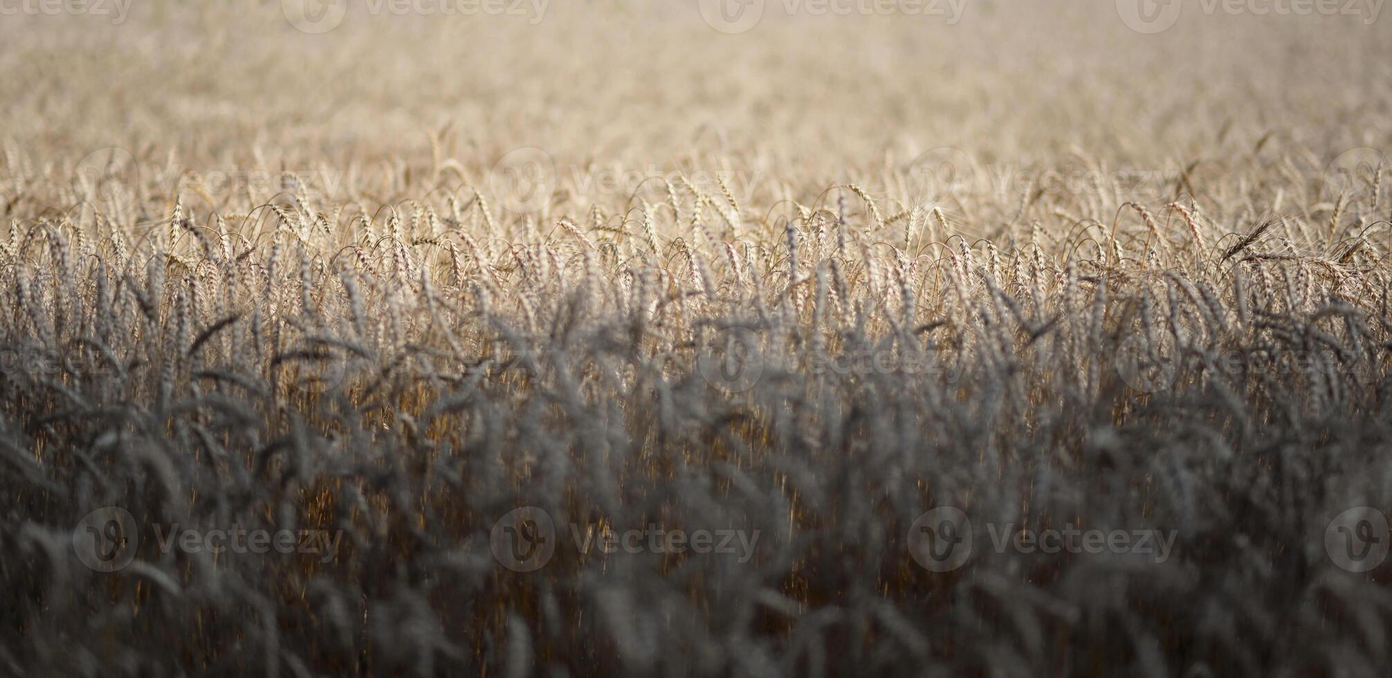 Field of wheat and rye. Textured abstract background banner photo