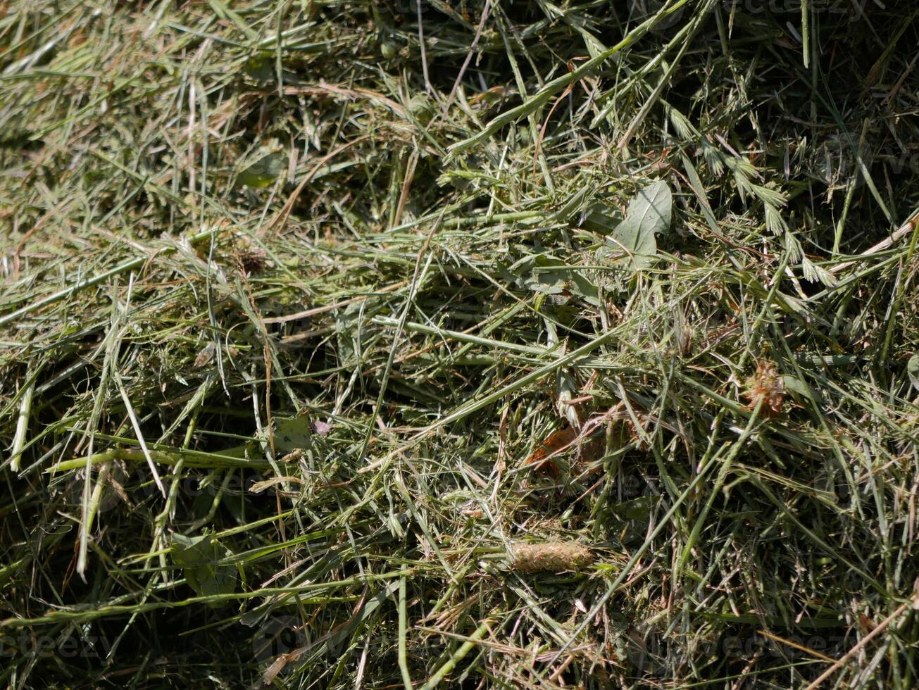 Green mowngrass for hay making to feed farm animals. Textured abstract background photo