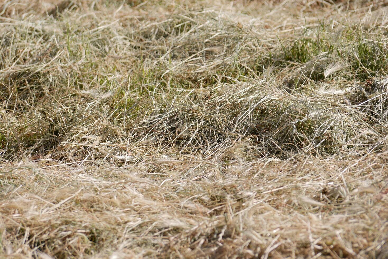 Mown grass for hay making to feed animals. Textured abstract background photo