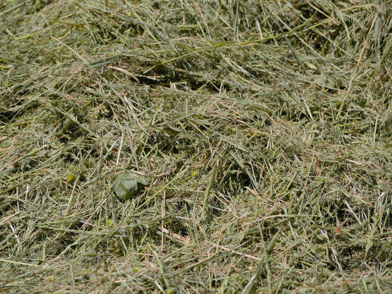 Green mown grass for hay making to feed farm animals. Textured abstract background. photo