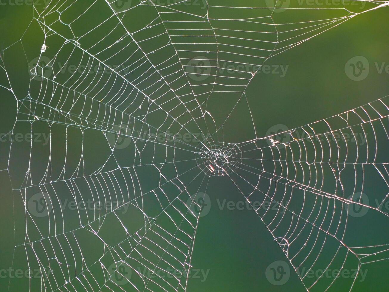 Close-up of spider web against foliage photo