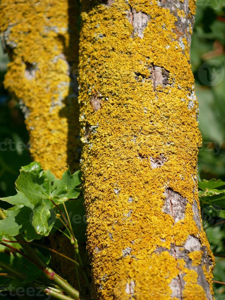 The Xanthoria parietina lichen on tree branch close up photo