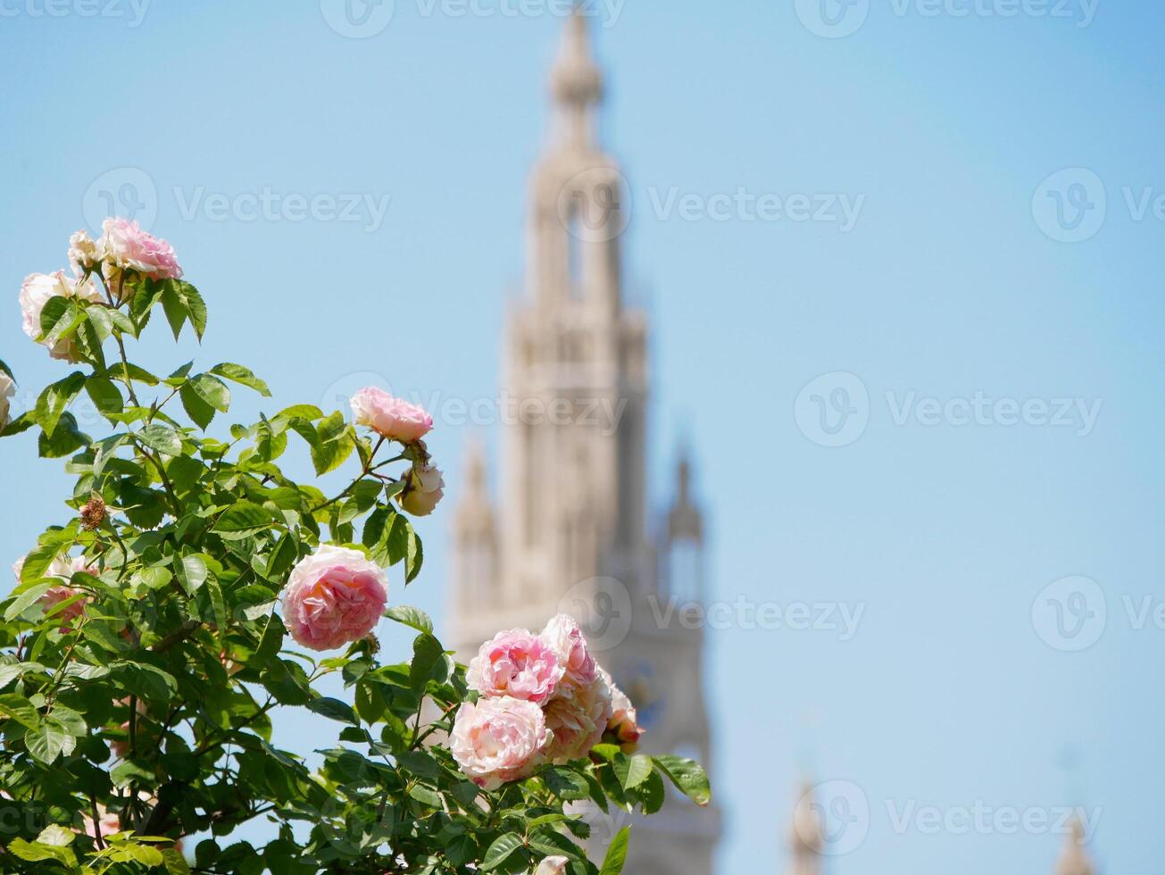 Pink hybrid tea roses at the background of Rathaus in Vienna photo