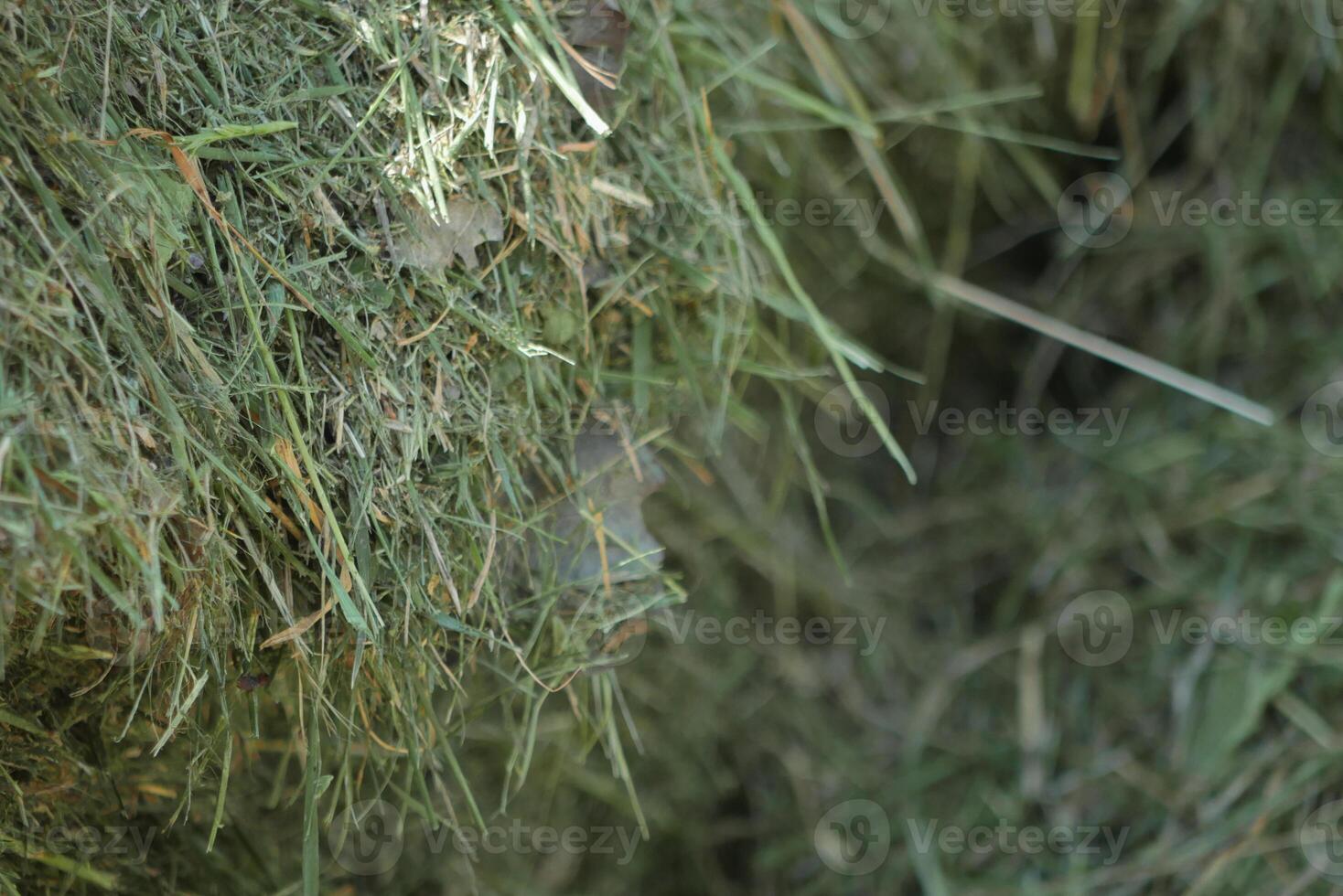 Green mown grass for hay making to feed farm animals. Textured abstract background close up photo