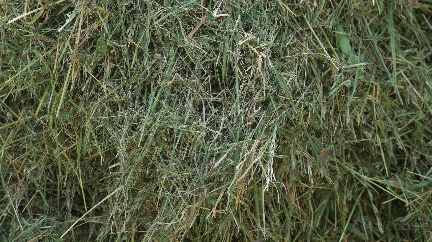 Green mown grass for hay making and feeding farm animals. Textured abstract background photo