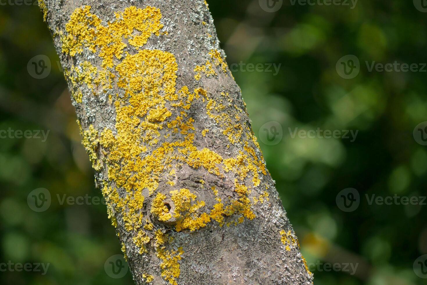 The Xanthoria parietina lichen on a tree branch close up photo