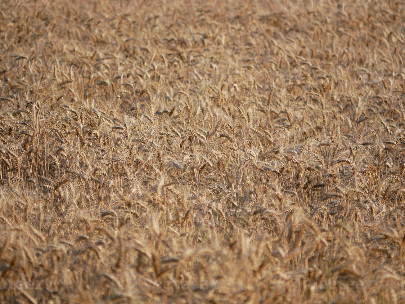 Field sown with wheat. Golden ears of wheat background wallpaper abstract texture photo