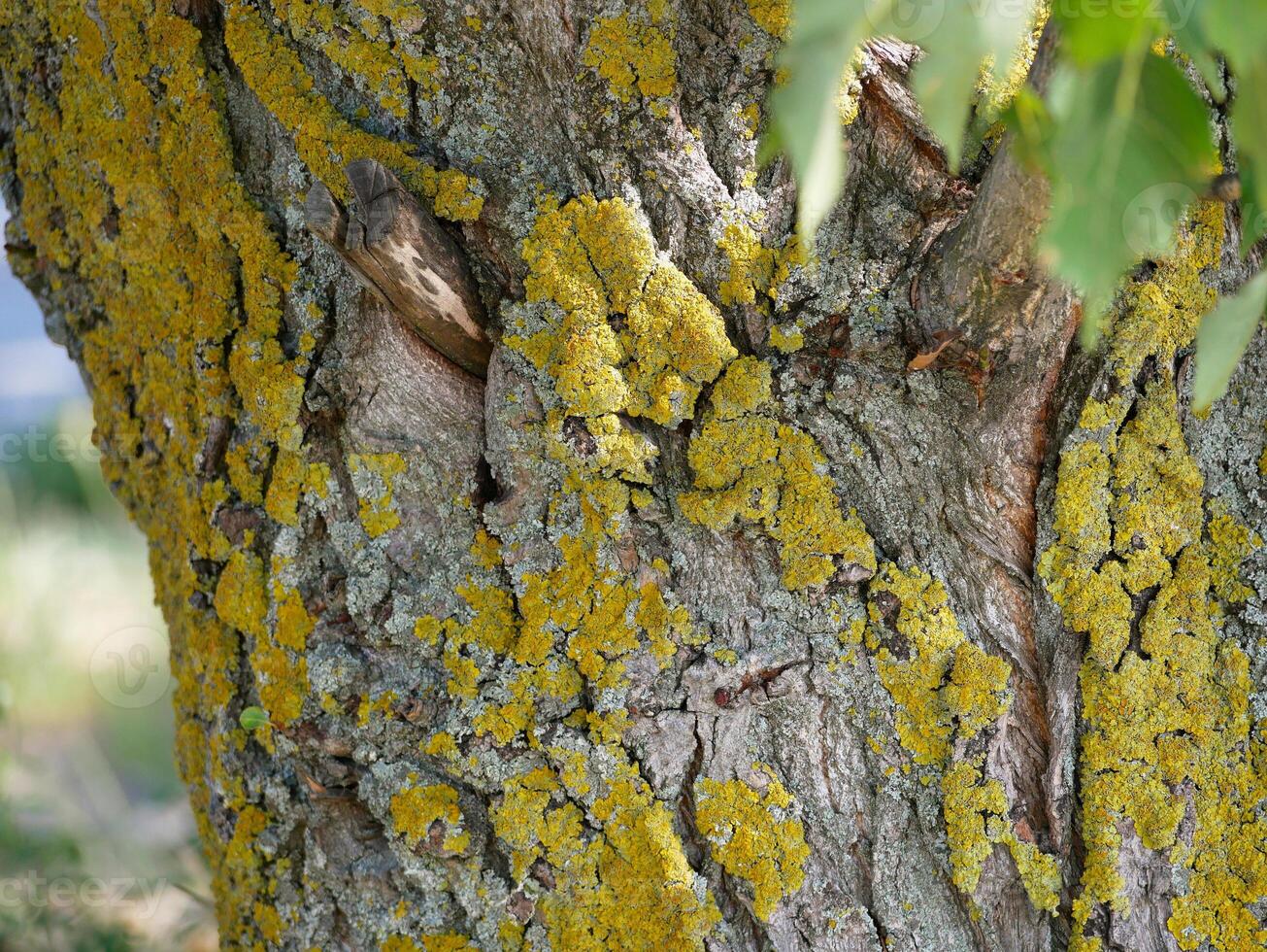 Xanthoria parietina lichen on tree trunk photo