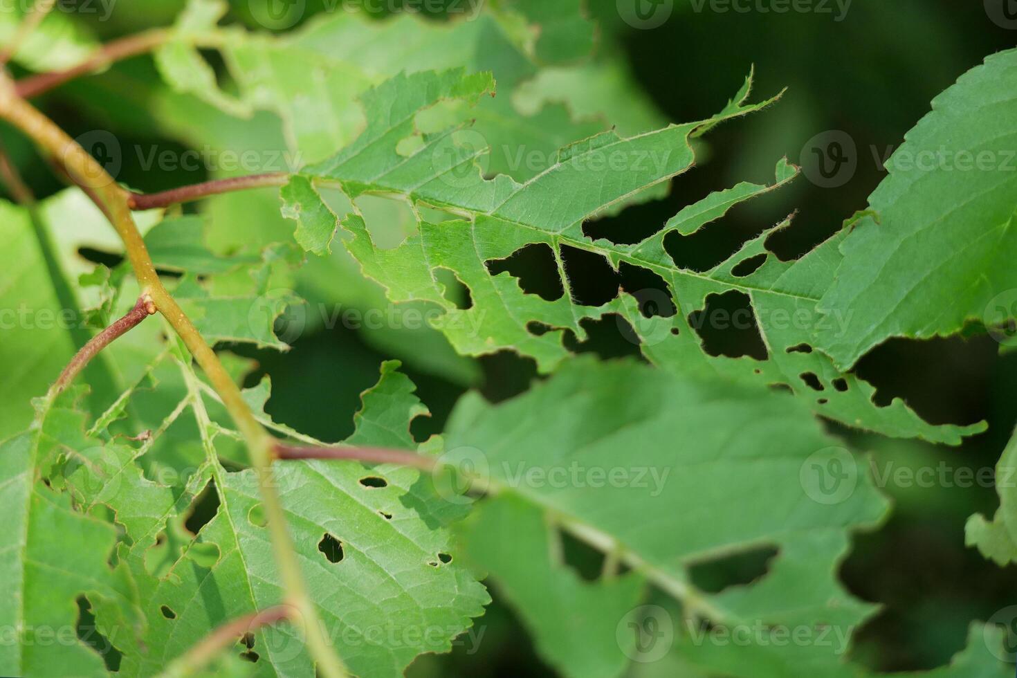 Tree leaves partly eaten by insects. The concept of gardening and plant pests photo