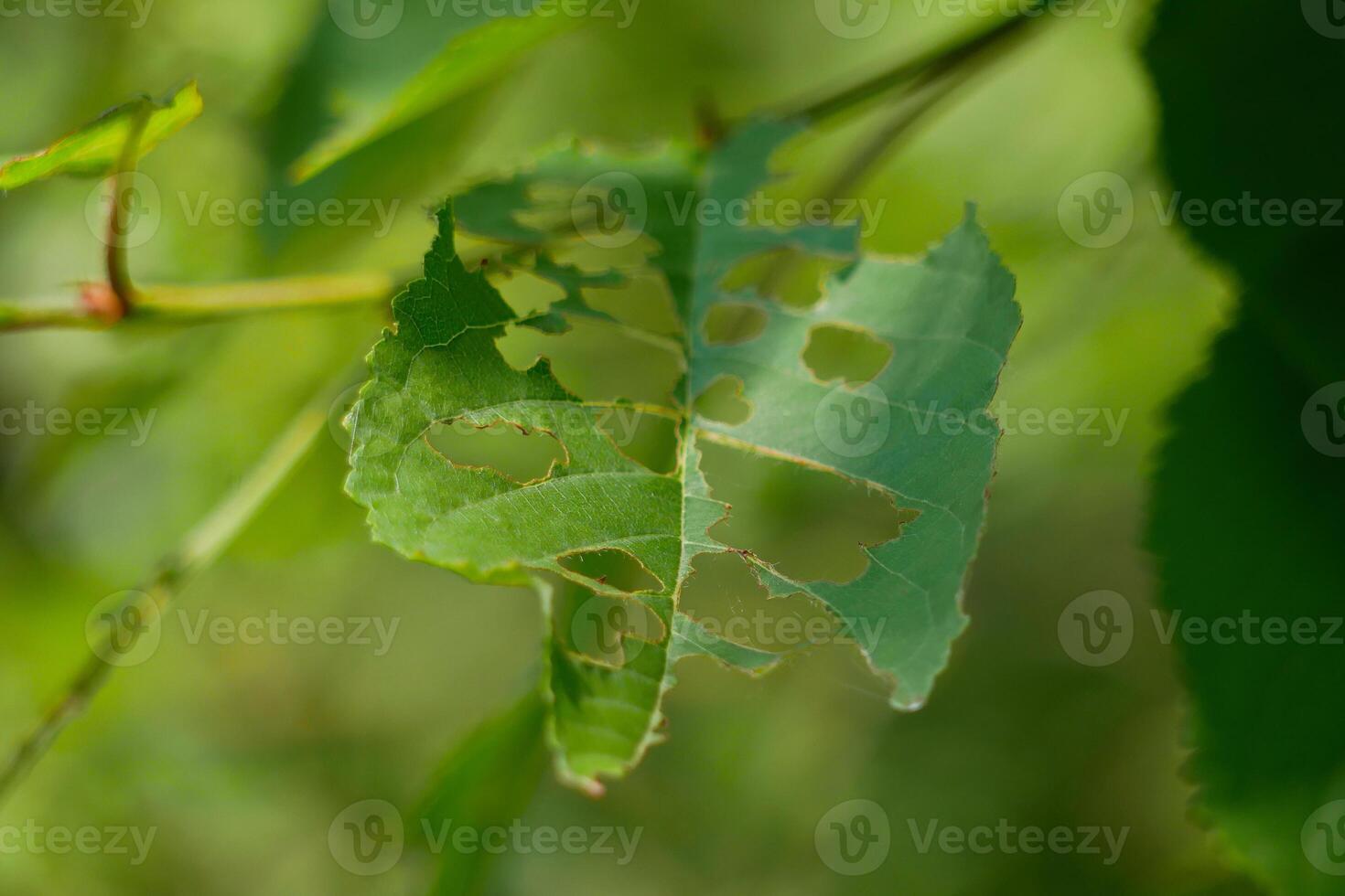 Tree leaves partly eaten by insects. The concept of gardening and plant pests. photo