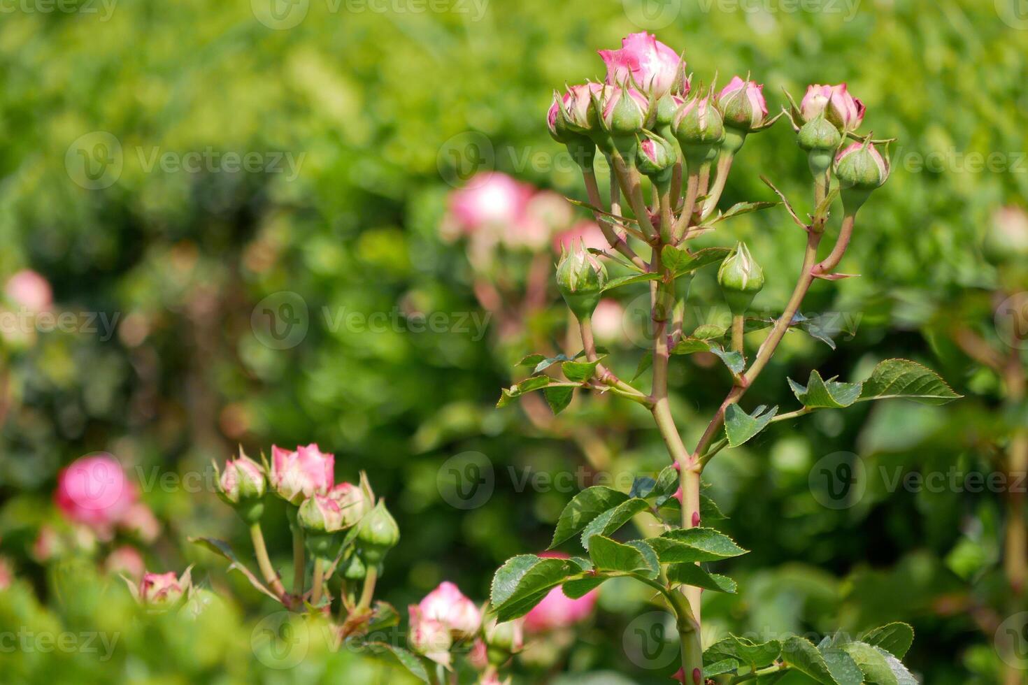 Pink rose buds on a bush in the garden photo