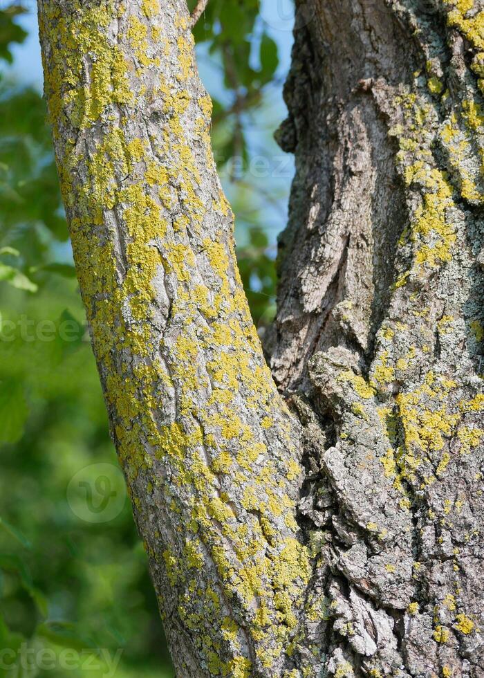 A Xanthoria parietina lichen on a tree branch. photo