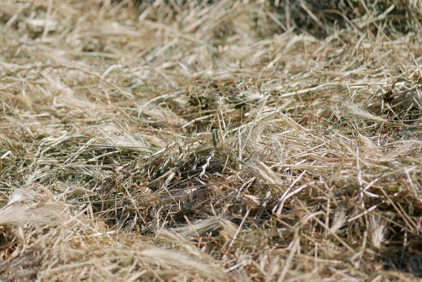 Mown grass for haymaking to feed farm animals. Textured abstract background photo