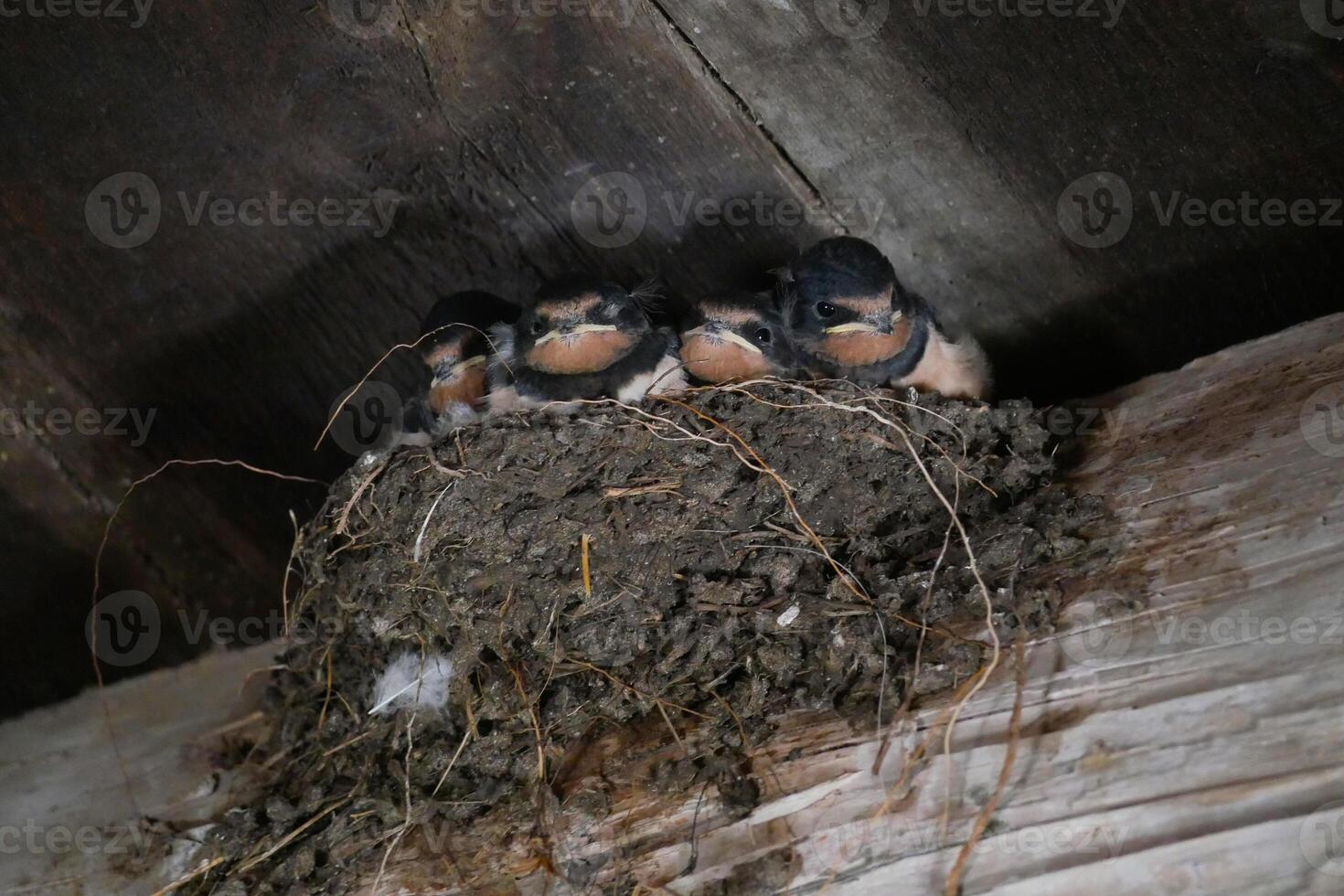 Swallow chicks in the nest photo