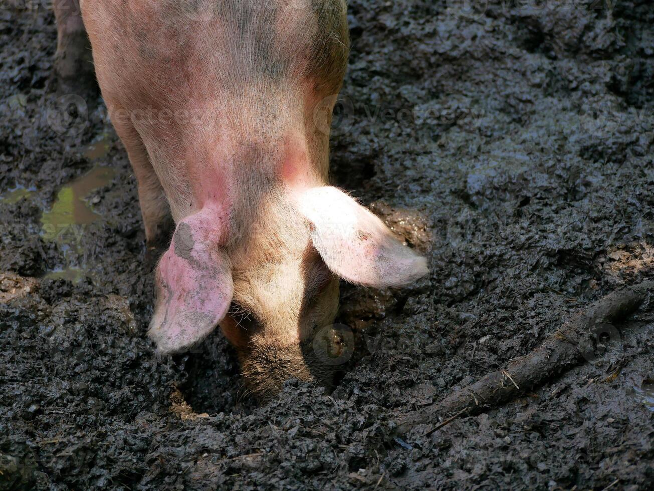 A farm pig digs its nose into a puddle mud photo