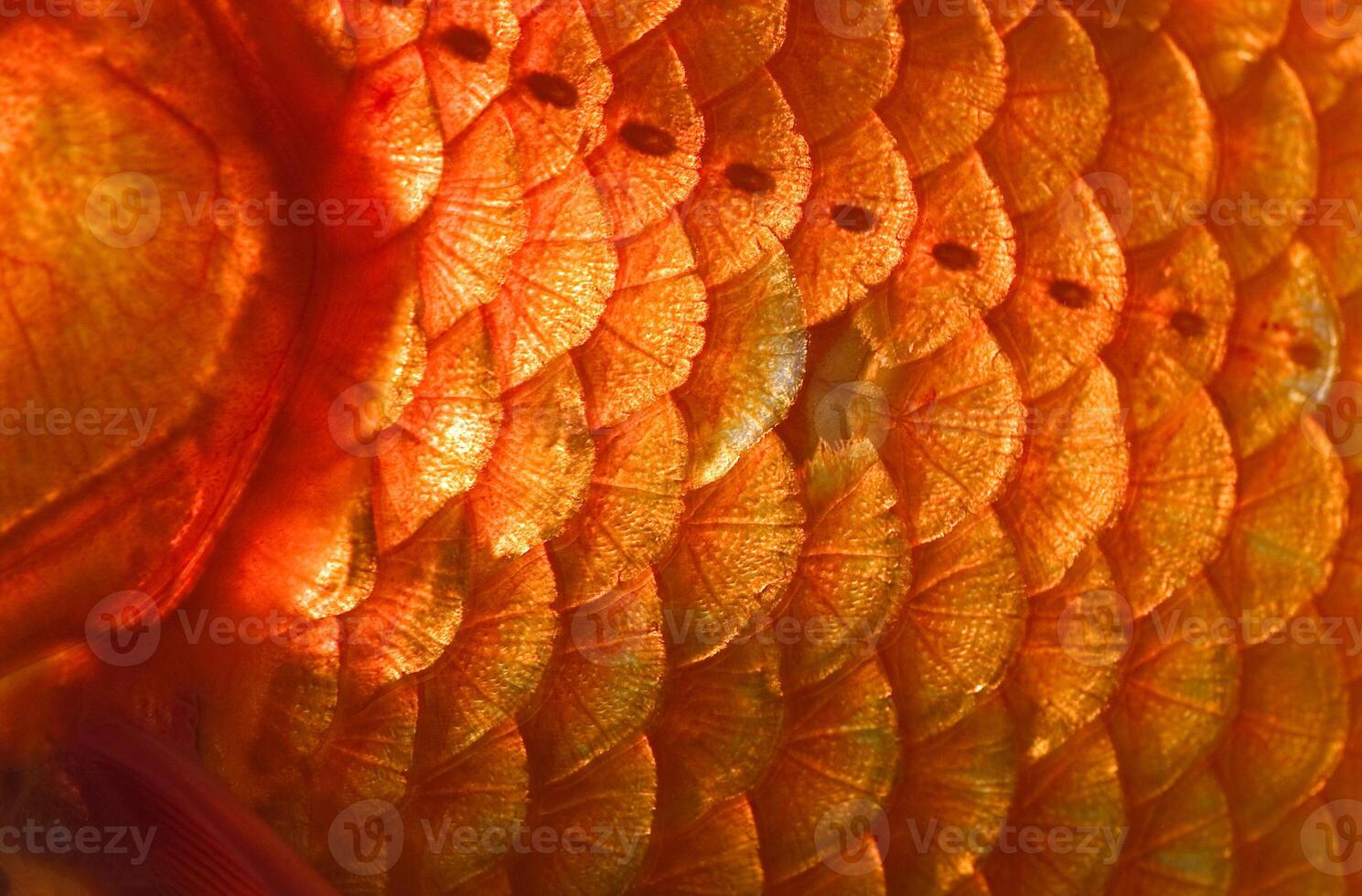 Goldfish, scales, close up, Carassius auratus, captive photo