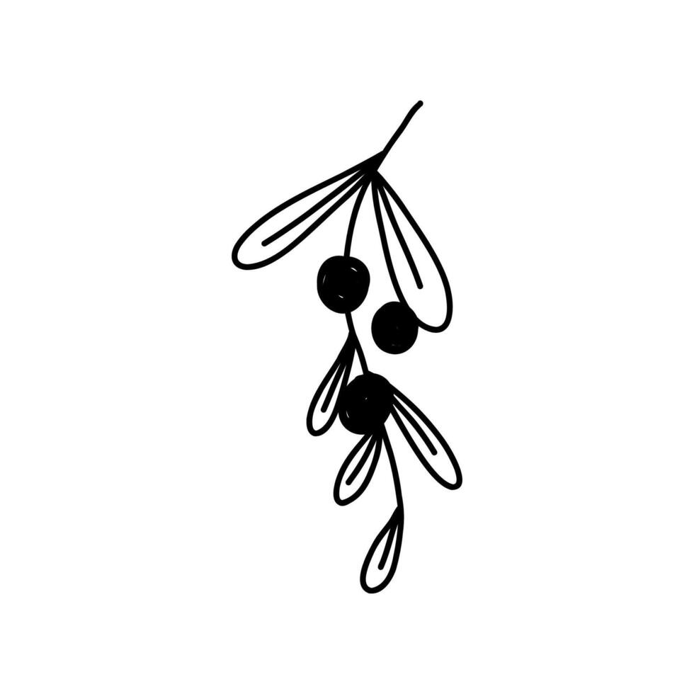 Winter plant with leaves and berries in hand drawn doodle style, illustration isolated on white background. Monochrome nature element outline. Christmas decor. vector