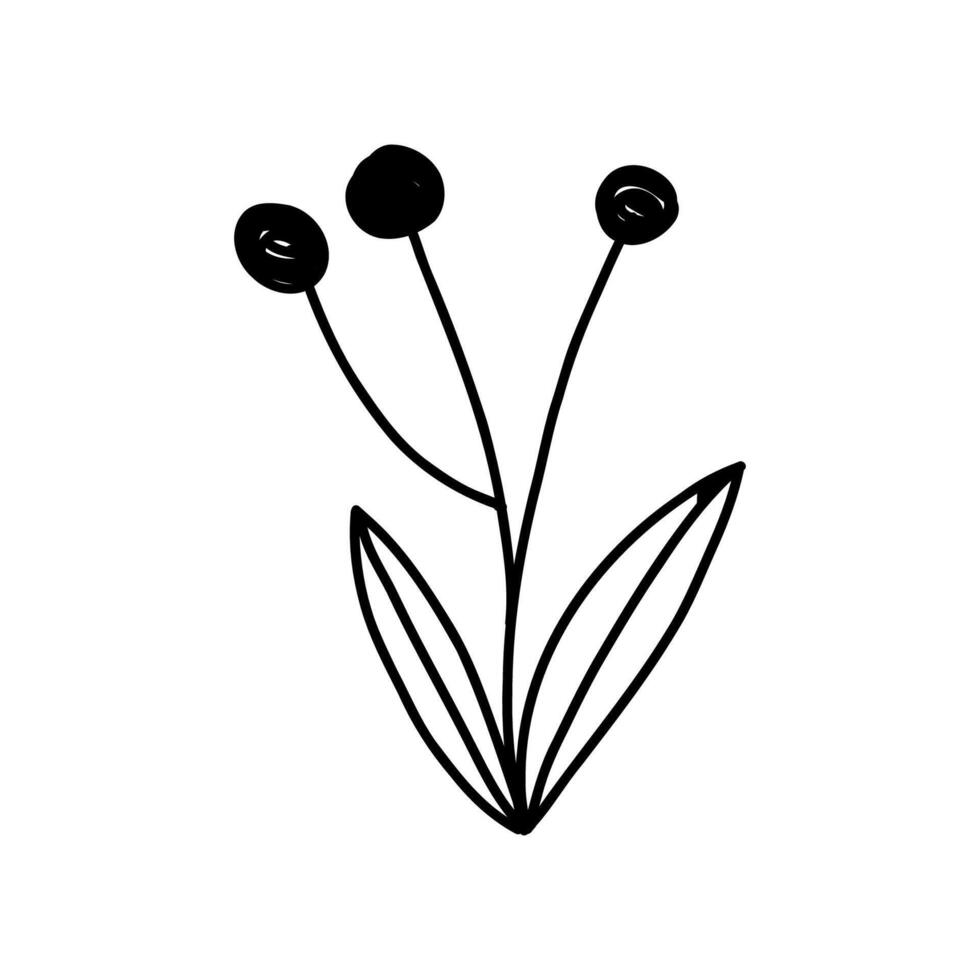 Hand drawn plant with leaves and berry, cute doodle illustration isolated on white background. Winter botany element in outline style. Christmas holiday decor. vector