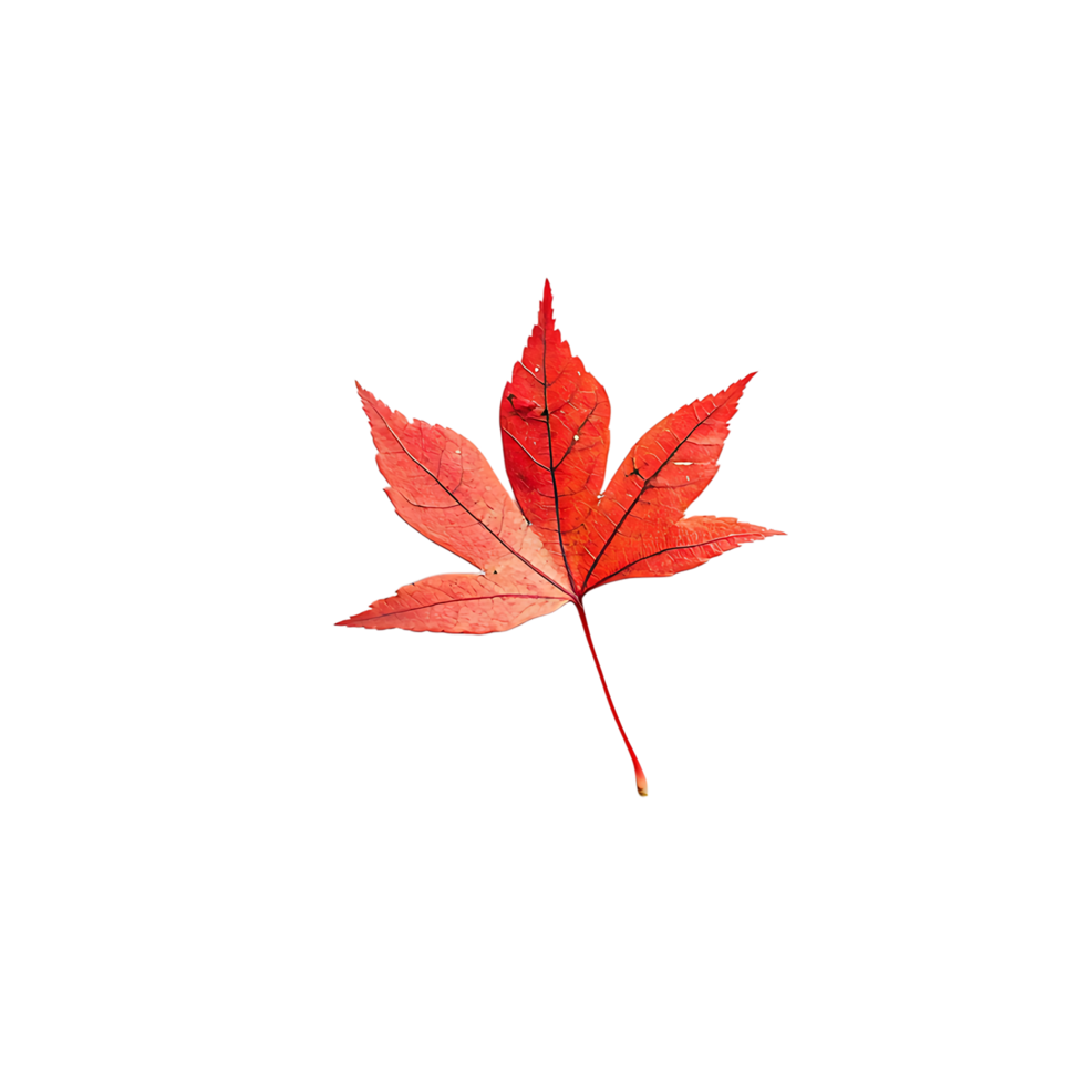PNG Vibrant Red Maple Leaf Against Transparent Background.