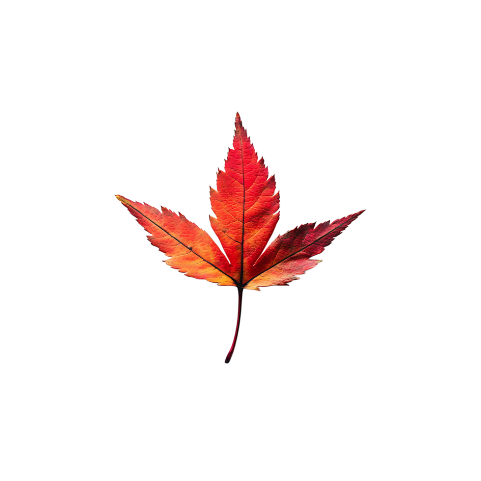 PNG Vibrant Red Maple Leaf Against Transparent Background.