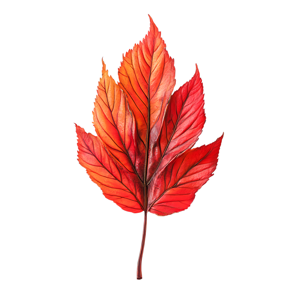 PNG Vibrant Red Maple Leaf Against Transparent Background.