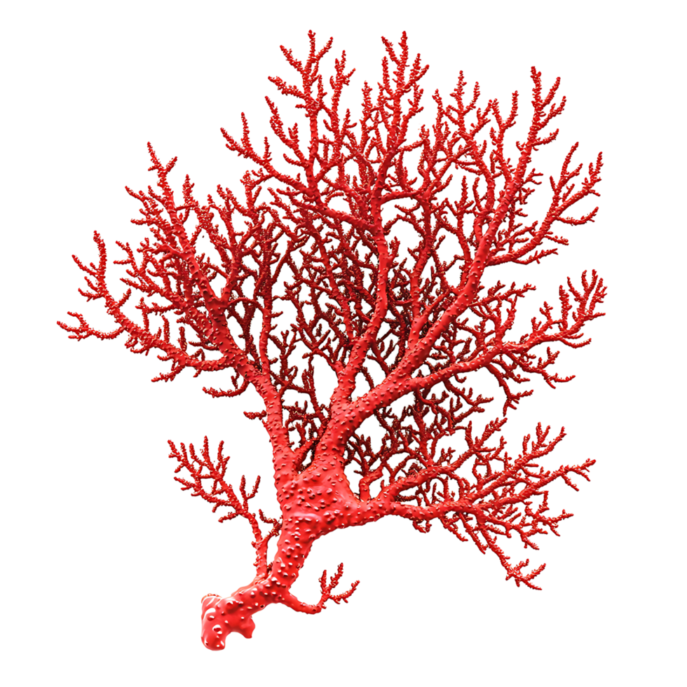 PNG Vibrant Red Coral Branch Against Transparent Background.