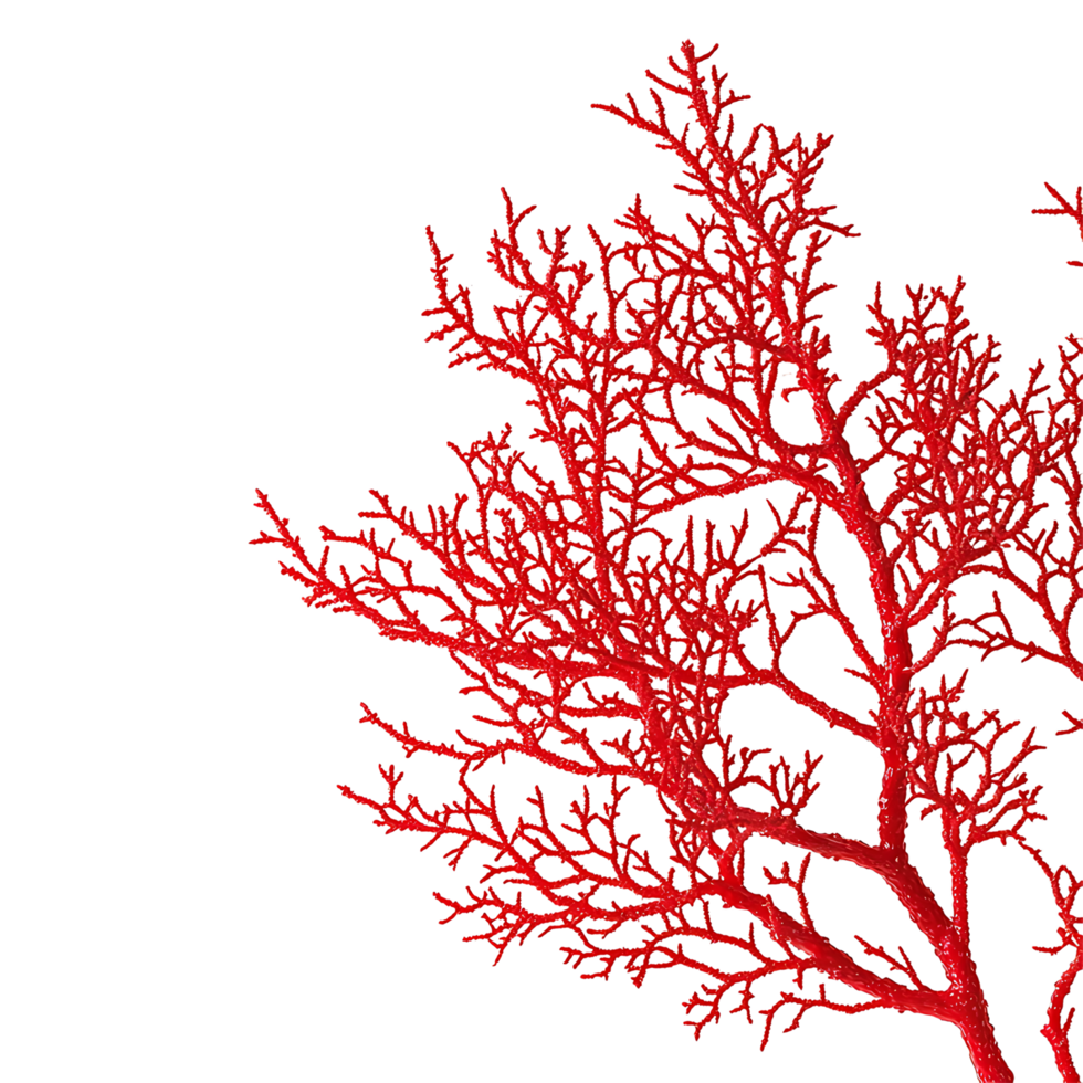 PNG Vibrant Red Coral Branch Against Transparent Background.