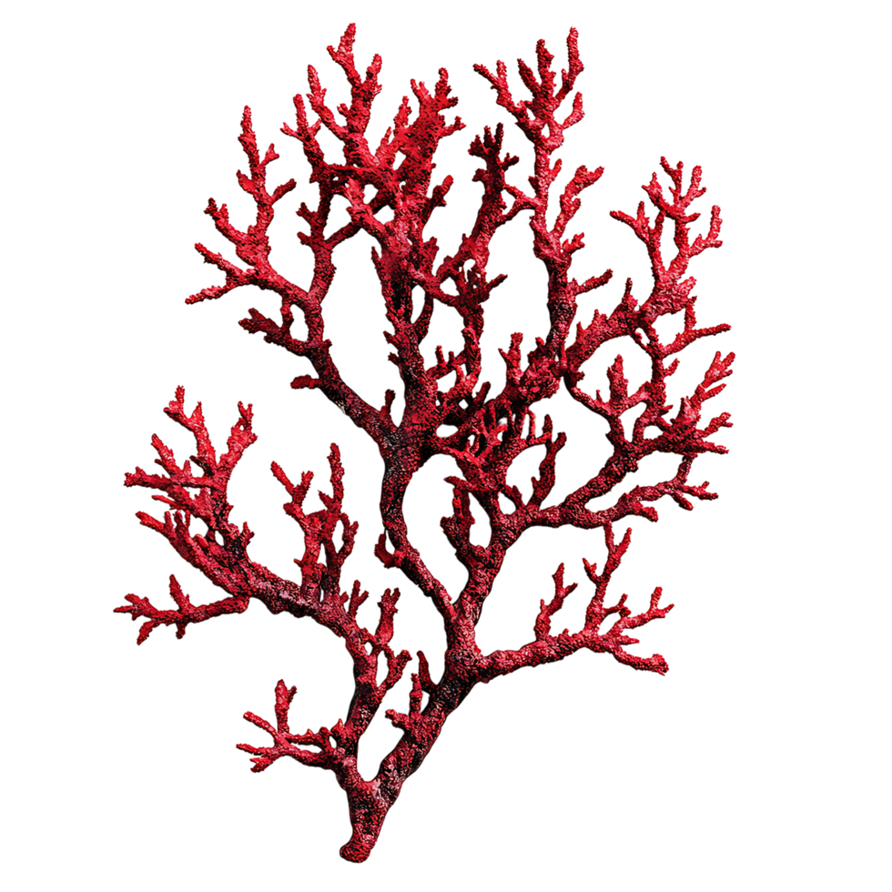 PNG Vibrant Red Coral Branch Against Transparent Background.